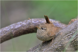 <p>STŘÍZLÍK OBECNÝ (Troglodytes troglodytes) Šluknov ----- /Eurasian wren - Zaunköking/</p>